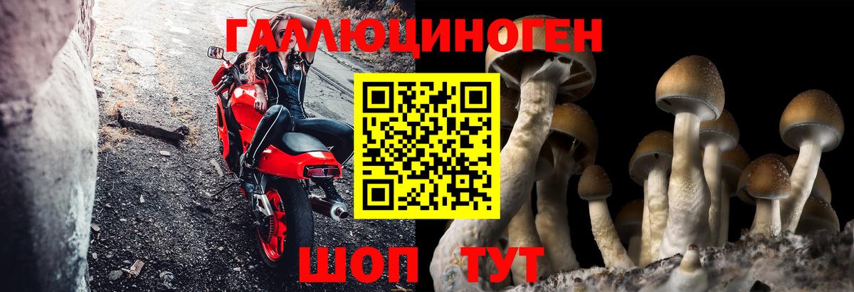 Псилоцибиновые грибы Cubensis  Вход с VPN  Мариинск 